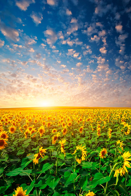 Vinilos decorativos puertas campo girasoles atardecer